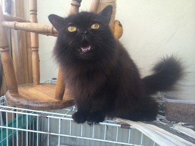 Gizmo - Domestic Long Hair Cat