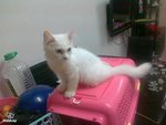 PF59023 - Persian + Turkish Angora Cat