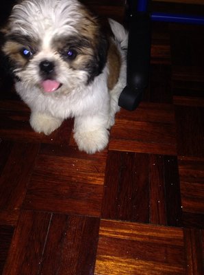 Casper - Shih Tzu Dog