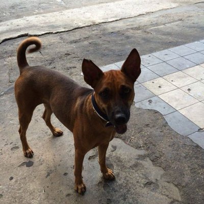 Happy - Mixed Breed Dog