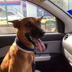 Happy - Mixed Breed Dog