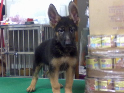 PF59053 - German Shepherd Dog Dog