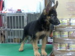 PF59053 - German Shepherd Dog Dog