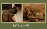 I am Blackie!