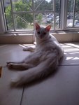 Chintut - Persian + Turkish Angora Cat