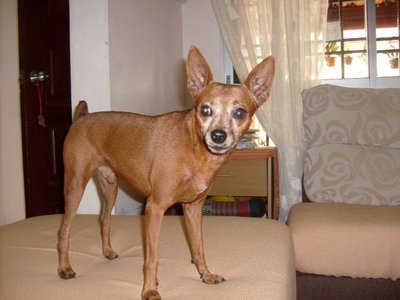 Pluto - Miniature Pinscher Dog