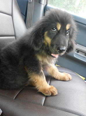 Tibetan Mastiff Male  - Tibetan Mastiff Dog