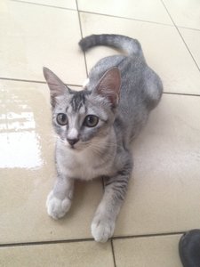 Shakira - Ocicat + Singapura Cat