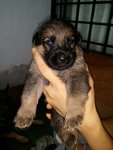 Gsd 6 Puppies - German Shepherd Dog Dog