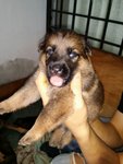 Gsd 6 Puppies - German Shepherd Dog Dog