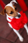 Rainee - Jack Russell Terrier (Parson Russell Terrier) Dog