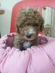 Toy Poodle - Poodle Dog