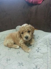 Toy Poodle - Poodle Dog