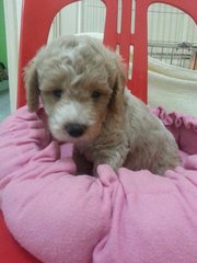 Toy Poodle - Poodle Dog