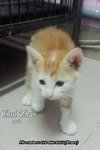 X (Adopted) Renee - Choi-zhai (财仔) - Domestic Short Hair Cat
