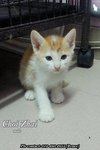 X (Adopted) Renee - Choi-zhai (财仔) - Domestic Short Hair Cat