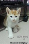 X (Adopted) Renee - Choi-zhai (财仔) - Domestic Short Hair Cat