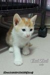 X (Adopted) Renee - Choi-zhai (财仔) - Domestic Short Hair Cat