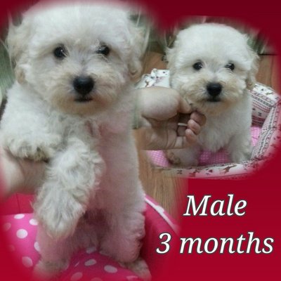 White Toy Poodle - Poodle Dog