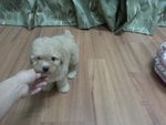 White Toy Poodle - Poodle Dog