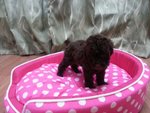 White Toy Poodle - Poodle Dog