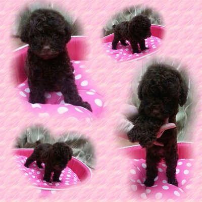 Cola Mini Poodle - Poodle Dog