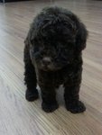 Cola Mini Poodle - Poodle Dog