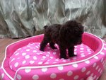 Cola Mini Poodle - Poodle Dog