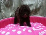 Cola Mini Poodle - Poodle Dog