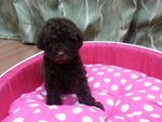 Cola Mini Poodle - Poodle Dog