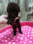 Cola Mini Poodle - Poodle Dog