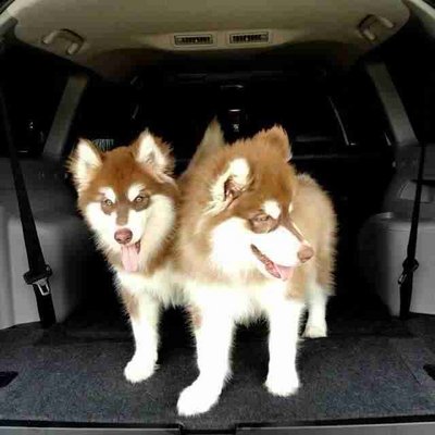 Malamute - Alaskan Malamute Dog
