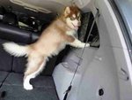 Malamute - Alaskan Malamute Dog