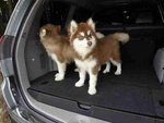 Malamute - Alaskan Malamute Dog