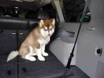 Malamute - Alaskan Malamute Dog
