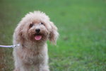 Pupu - Poodle Dog