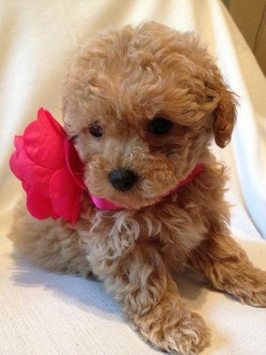 Toy Poodle - Poodle Dog