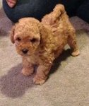 Toy Poodle - Poodle Dog