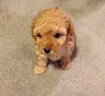 Toy Poodle - Poodle Dog