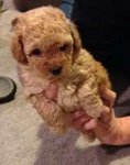 Toy Poodle - Poodle Dog