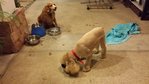 Recent photo with his Red collar integrating with my other mixed dog (Cruzo is on right)