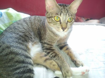 Nazli - Domestic Short Hair Cat