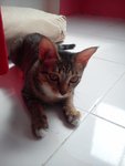 Nazli - Domestic Short Hair Cat