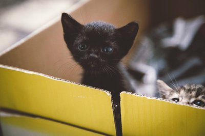 Nightwing - Domestic Short Hair + Tuxedo Cat