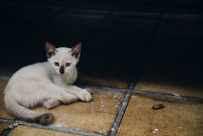 Snowball - Siamese + Domestic Medium Hair Cat