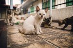 Snowball - Siamese + Domestic Medium Hair Cat