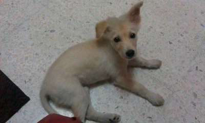 Baby/casper - Mixed Breed Dog