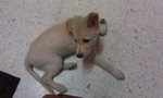 Baby/casper - Mixed Breed Dog