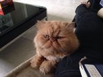 Charlie @ Casa Tropicana - Persian Cat