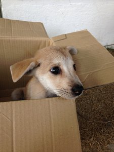 Bibi  - Mixed Breed Dog